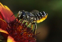 Megachile policaris image