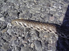 Proserpinus proserpina