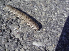 Proserpinus proserpina