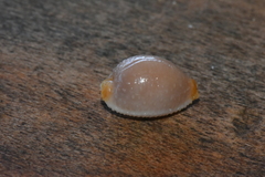 Staphylaea staphylaea