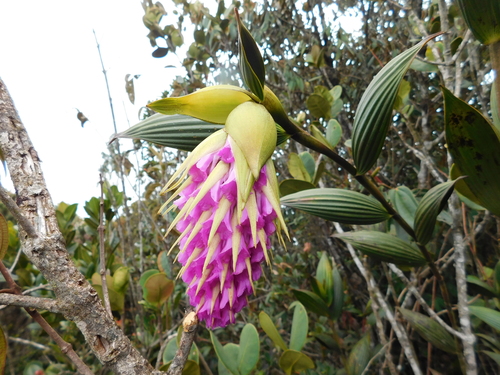 Elleanthus maculatus (Lindl.) Rchb.f. 3