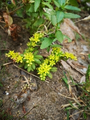Sedum praesidis