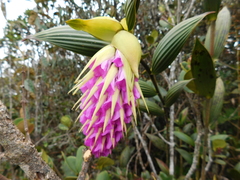 Elleanthus maculatus