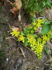 Sedum praesidis