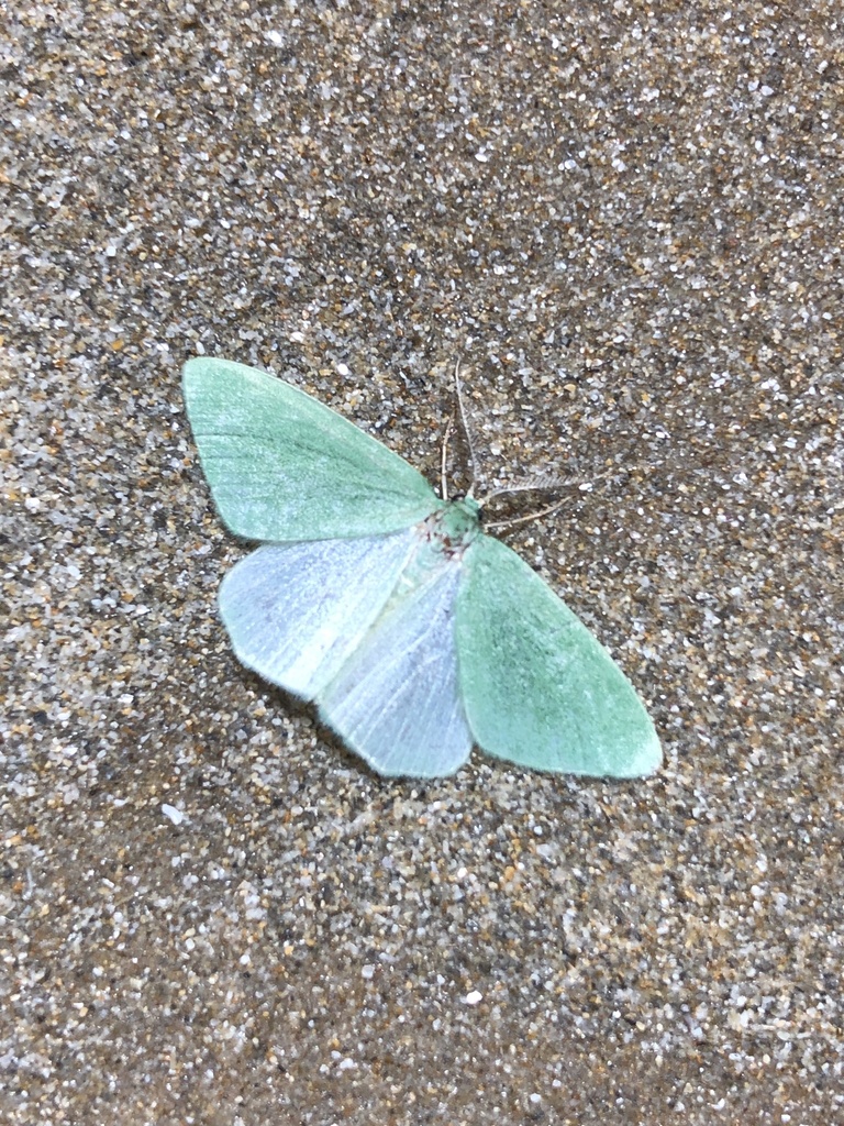 Euloxia meracula