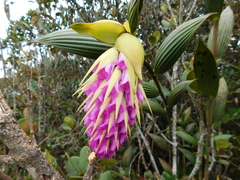 Elleanthus maculatus