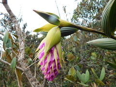 Elleanthus maculatus