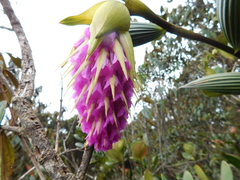 Elleanthus maculatus
