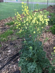 Brassica oleracea acephala
