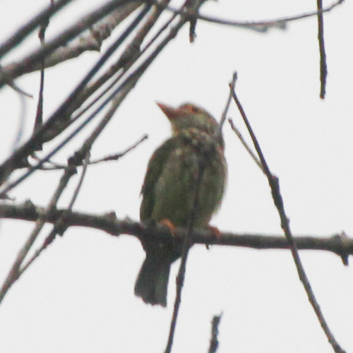 Lineated Barbet (Psilopogon lineatus), photo 10