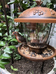 Haemorhous mexicanus