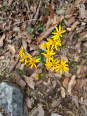 Packera coahuilensis