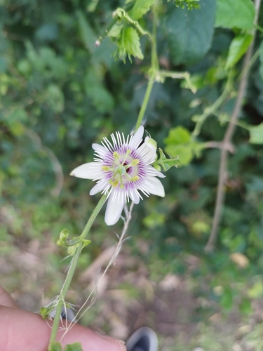 Image of Passiflora morifolia by (c) Sebastián Fornés, some rights reserved (CC BY)