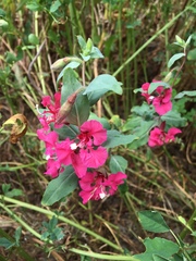 Clarkia unguiculata