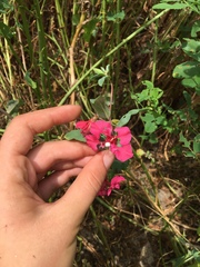 Clarkia unguiculata