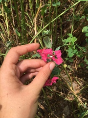 Clarkia unguiculata