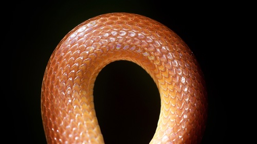 Pine Woods Littersnake