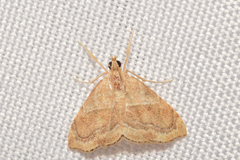 Scybalistodes vermiculalis