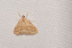 Scybalistodes vermiculalis