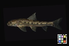 Biwa Gudgeon photo 1