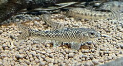 Biwa Gudgeon photo 2