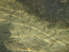 Biwa Gudgeon photo 3