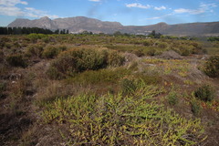 Diastella proteoides