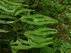 Sticherus rubiginosus