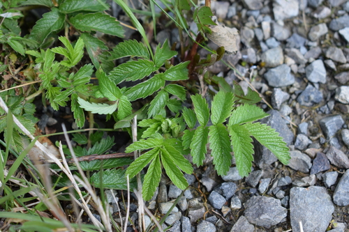 Image of Acaena ovalifolia by (c) Catherine McGuckin, some rights reserved (CC BY)