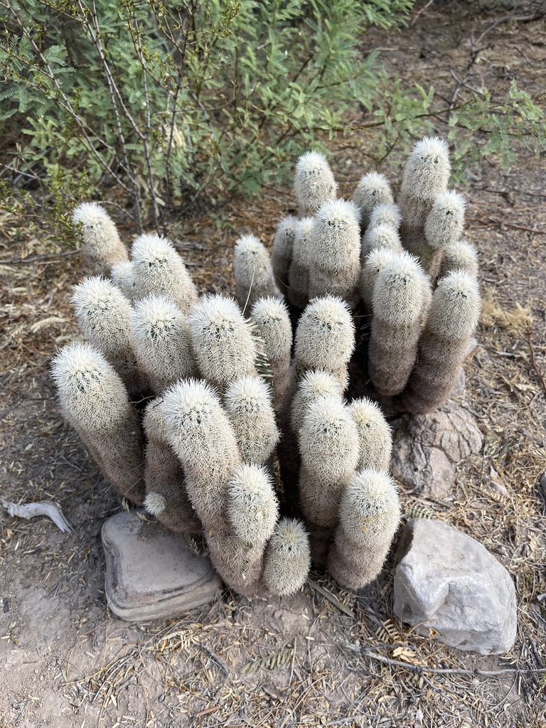 globular cacti, moonlight cacti, torch cacti, and allies from Big Bend ...