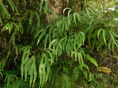 Sticherus rubiginosus