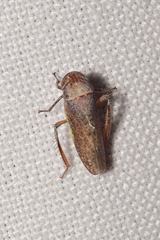 Hamana gelbata