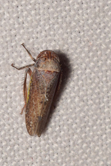 Hamana gelbata