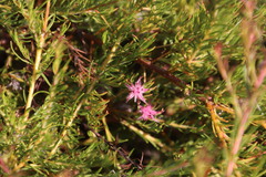 Diastella proteoides