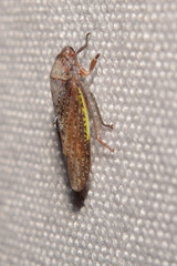 Hamana gelbata