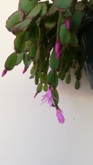 Rhipsalidopsis gaertneri