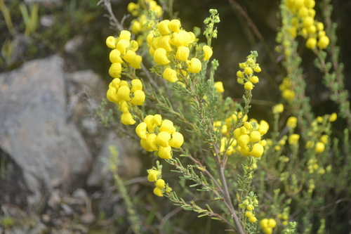 Calceolaria barbata