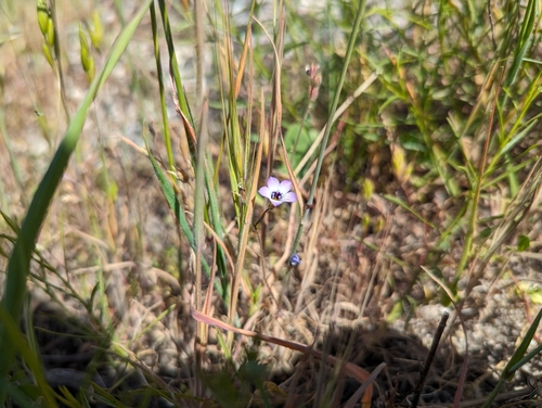 Gilia tricolor