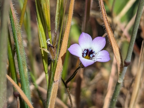 Gilia tricolor