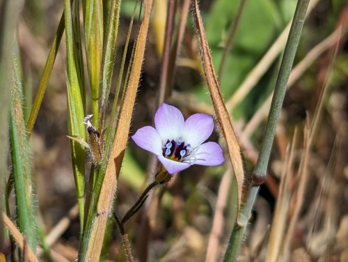 Gilia tricolor
