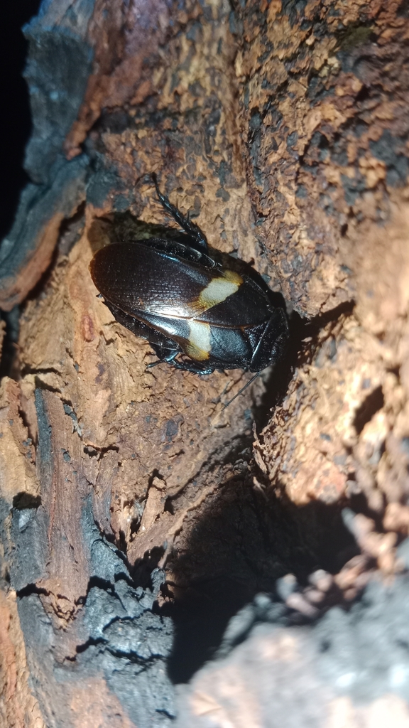 Panesthia necrophoroides