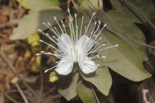 falseteeth (Capparis flexuosa)
