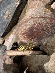 Nomada luteoloides