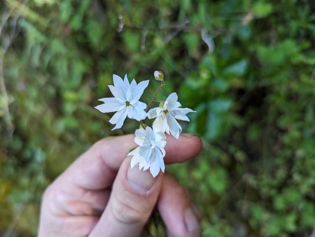 San Francisco Woodland Star From Sunol Regional Wilderness Alameda   Large 