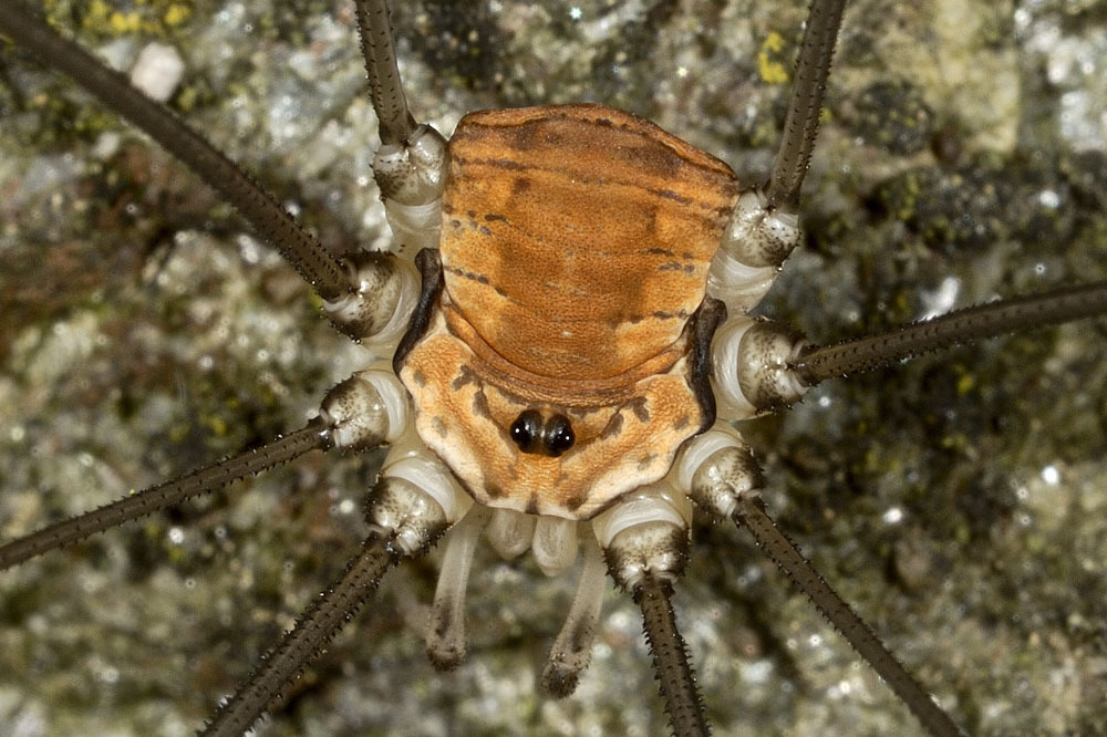 Leiobunum limbatum, photo 1 of 10