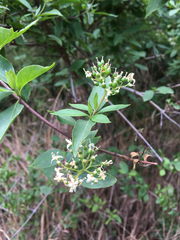 Cornus glabrata