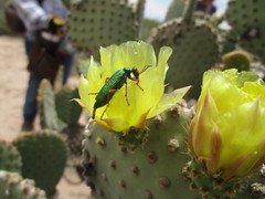 Eupompha fissiceps
