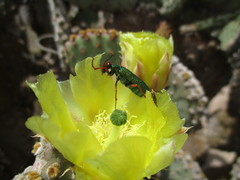 Eupompha fissiceps