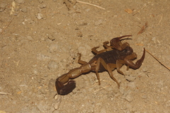 Centruroides edwardsii