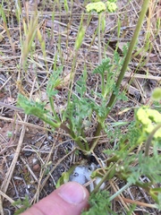 Lomatium caruifolium